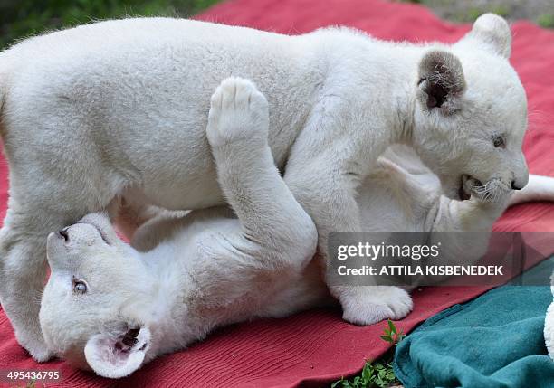 Two eight-week old white lion cubs, Mombasa and Nala play intheir new home in Abony, Hungary on June 3, 2014. The brother and sister lions, one of...