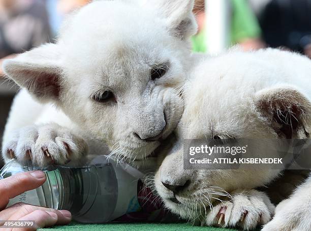 Two eight-week old white lion cubs, Mombasa and Nala play intheir new home in Abony, Hungary on June 3, 2014. The brother and sister lions, one of...