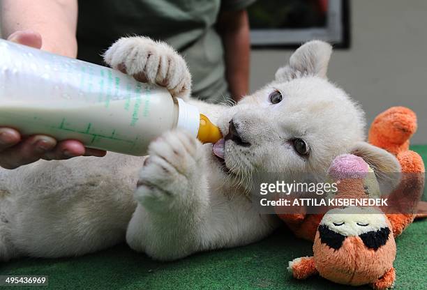Nala, one of the two eight-week old white lion cubs, drinks from a bottle in her new home in Abony, Hungary on June 3, 2014. The brother and sister...