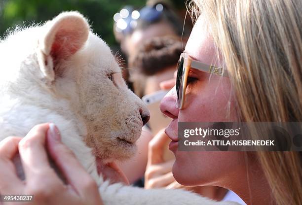 Mombasa, one of the two eight-week old white lion cubs plays with a visitor in her new home in Abony, Hungary on June 3, 2014. The brother and sister...