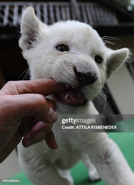Nala, one of the two eight-week old white lion cubs plays with a visitor in her new home in Abony, Hungary on June 3, 2014. The brother and sister...
