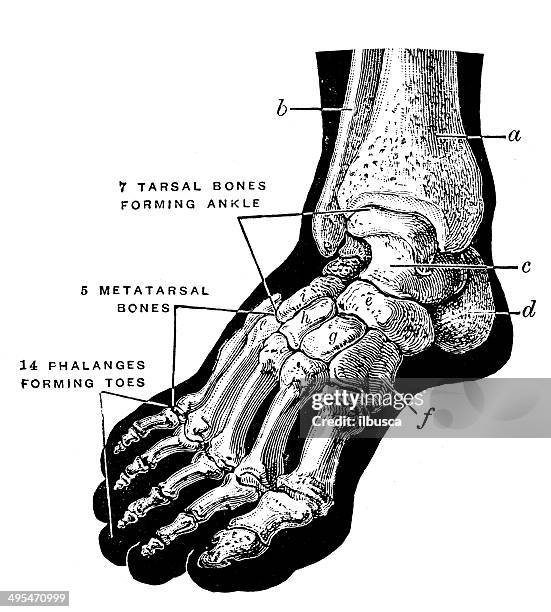 antique medical scientific illustration high-resolution: foot bones - foot bones 幅插畫檔、美工圖案、卡通及圖標