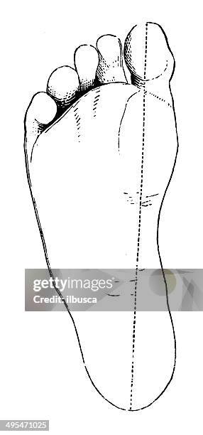 stockillustraties, clipart, cartoons en iconen met antique medical scientific illustration high-resolution: sole foot - voetzool