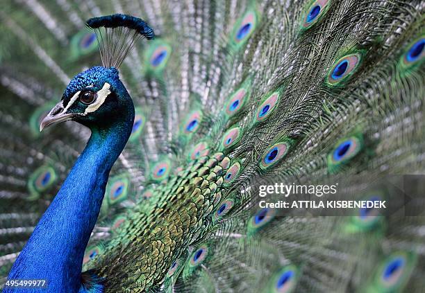 Peacock is flourished on its colors in the 'Magan Zoo Abony', a private zoo of Abony town, about 90 kilometres east of Budapest on June 3, 2014. AFP...