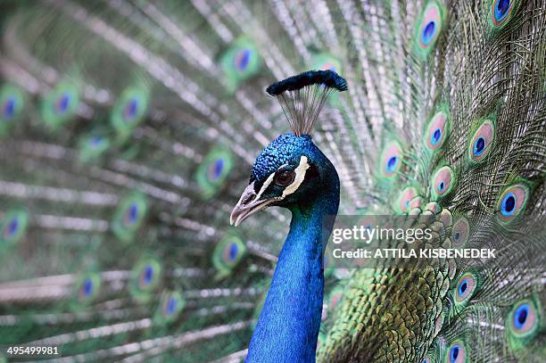 Peacock is flourished on its colors in the 'Magan Zoo Abony', a private zoo of Abony town, about 90 kilometres east of Budapest on June 3, 2014. AFP...