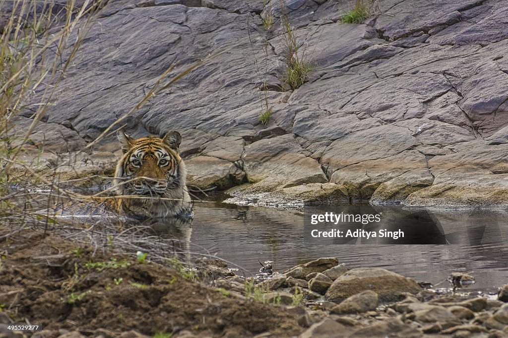 Tiger resting in water