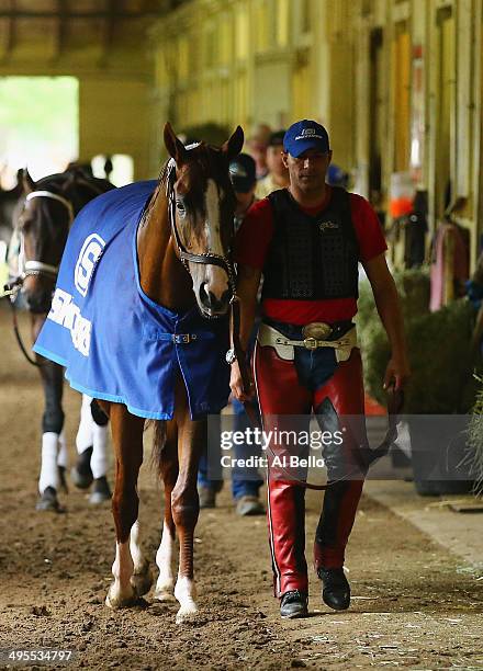 Kentucky Derby and Preakness winner California Chrome, with exercise rider Willie Delgado walks in his barnafter training on the main track at...