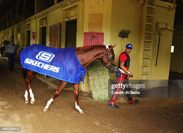 Kentucky Derby and Preakness winner California Chrome, with exercise rider Willie Delgado walks in his barnafter training on the main track at...