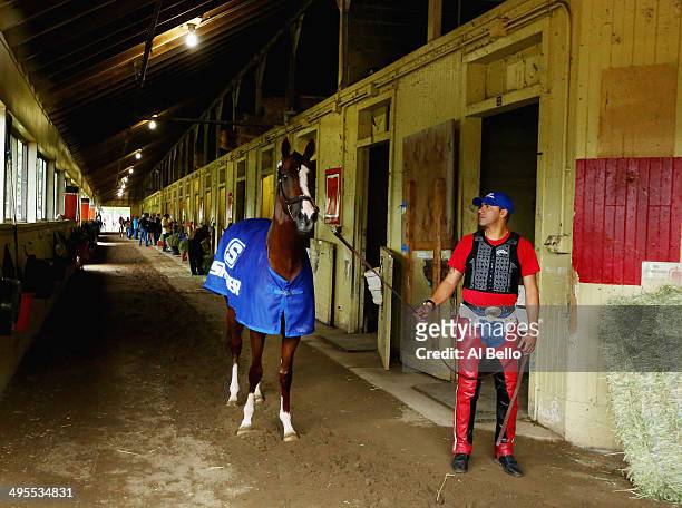 Kentucky Derby and Preakness winner California Chrome, with exercise rider Willie Delgado walks in his barnafter training on the main track at...