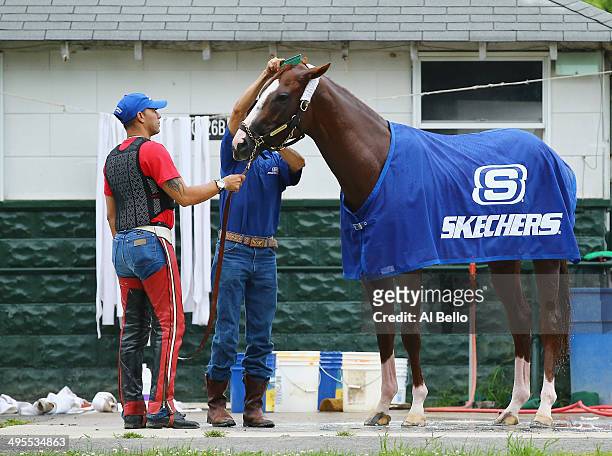 Kentucky Derby and Preakness winner California Chrome, is bathed with exercise rider Willie Delgado standing by after training on the main track at...
