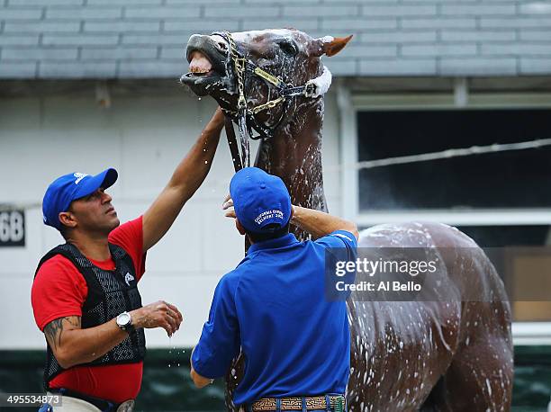 Kentucky Derby and Preakness winner California Chrome, is bathed with exercise rider Willie Delgado standing by after training on the main track at...