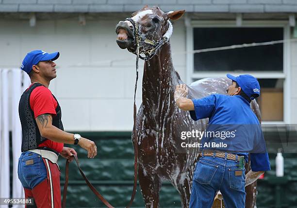 Kentucky Derby and Preakness winner California Chrome, is bathed with exercise rider Willie Delgado standing by after training on the main track at...