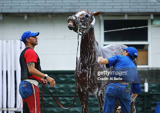 Kentucky Derby and Preakness winner California Chrome, is bathed with exercise rider Willie Delgado standing by after training on the main track at...