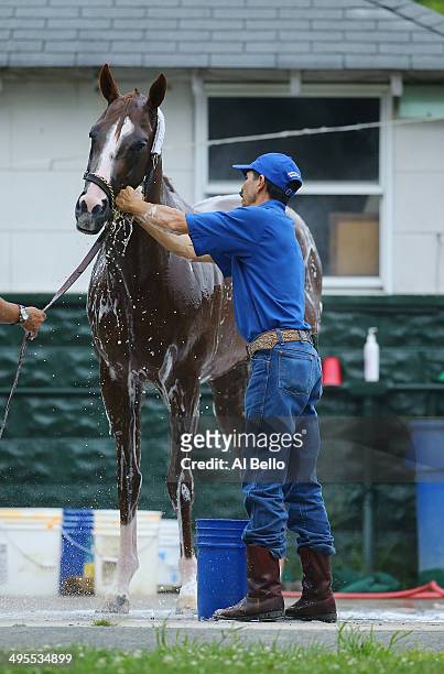 Kentucky Derby and Preakness winner California Chrome, is bathed after training on the main track at Belmont Park on June 4, 2014 in Elmont, New York...