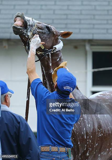 Kentucky Derby and Preakness winner California Chrome, is bathed after training on the main track at Belmont Park on June 4, 2014 in Elmont, New York...