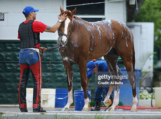 Kentucky Derby and Preakness winner California Chrome, is bathed with exercise rider Willie Delgado standing by after training on the main track at...