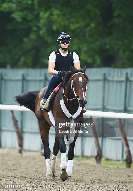 Commanding Curve leaves the main track after training at Belmont Park on June 4, 2014 in Elmont, New York He is scheduled to race in the 146th...