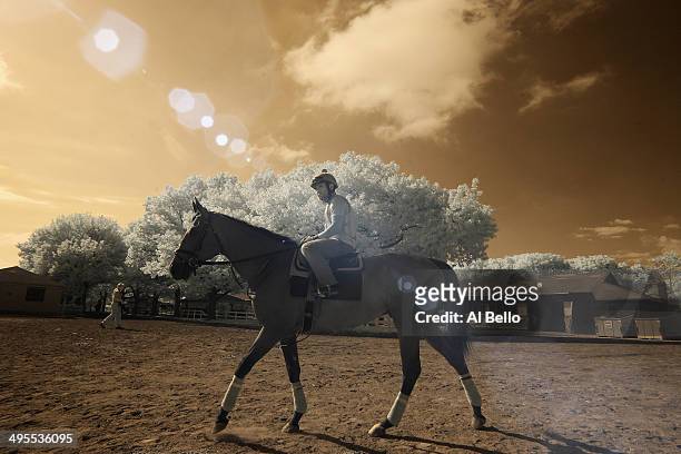 Horse and exercise rider head to the main track for morning training at Belmont Park on June 4, 2014 in Elmont, New York