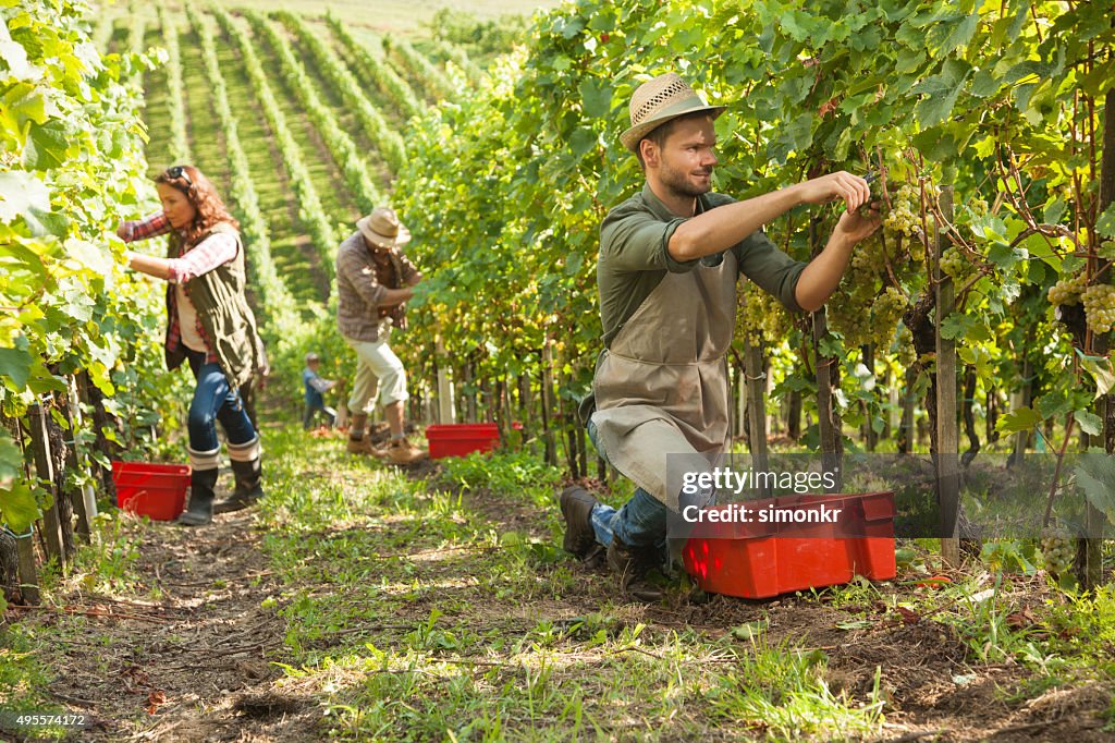 Menschen arbeiten in vineyard