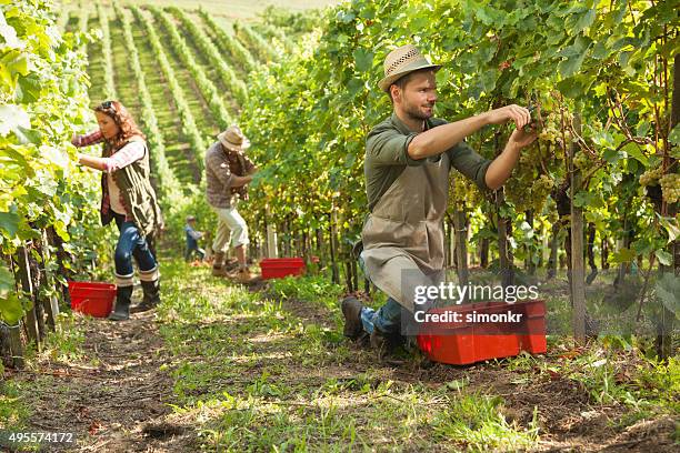 personas que trabajan en el viñedo - vendimia fotografías e imágenes de stock