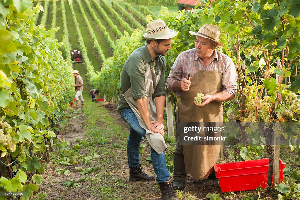 Dois homens a trabalhar na vinha