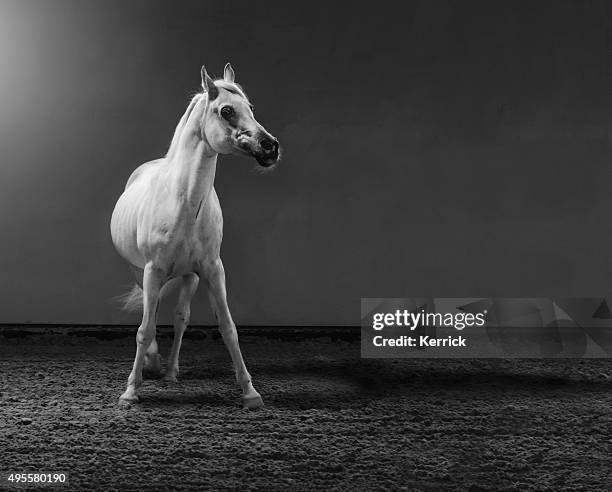 proud arabian horse - stallion in shining light - arab horse bildbanksfoton och bilder