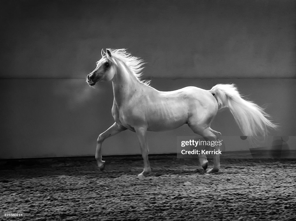 Orgogliosi di Cavallo arabo-Stallone in buona luce