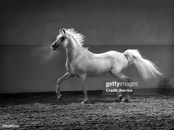 proud arabian horse - stallion in shining light - manege stockfoto's en -beelden