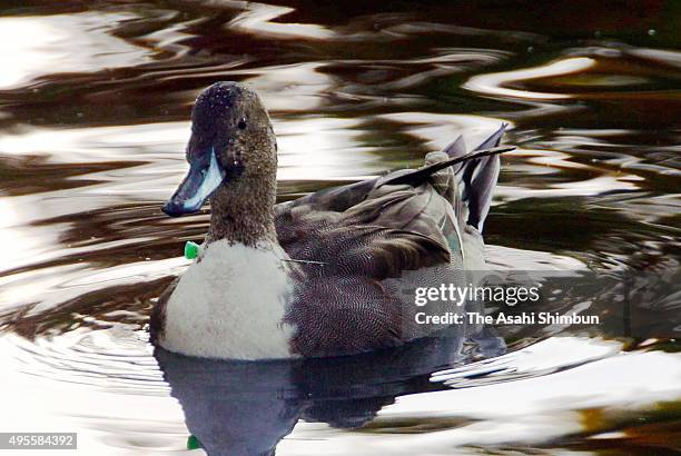 Northern pintail duck with a dart piercing through the neck is found in Koyaike pond on November 4, 2015 in Itami, Hyogo, Japan. The dart is not...