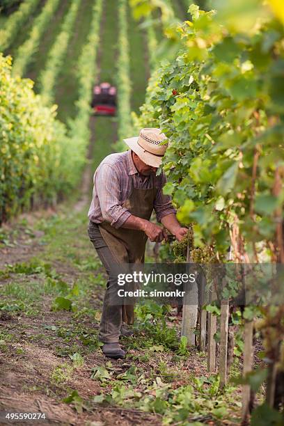 senior hombre trabajando en el viñedo - vendimia fotografías e imágenes de stock