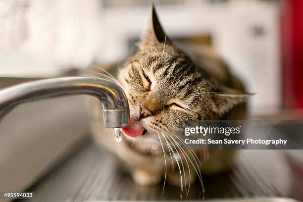 thirsty cat - cat drinking stock-fotos und bilder