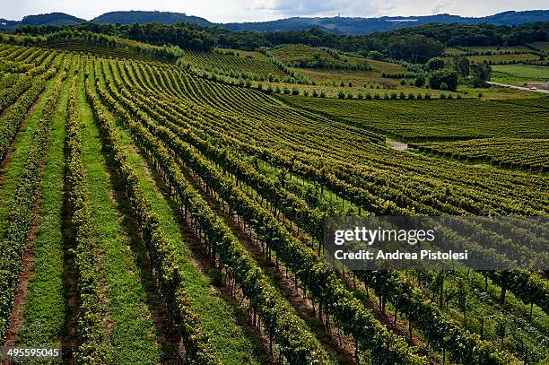 wine region in southern brazil - rio grande do sul state ストックフォトと画像