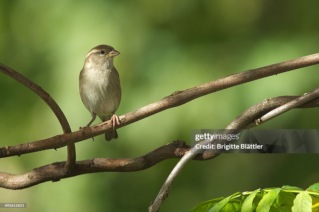 Female House Sparrow