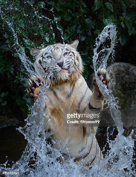 white tiger - white tiger stock pictures, royalty-free photos & images