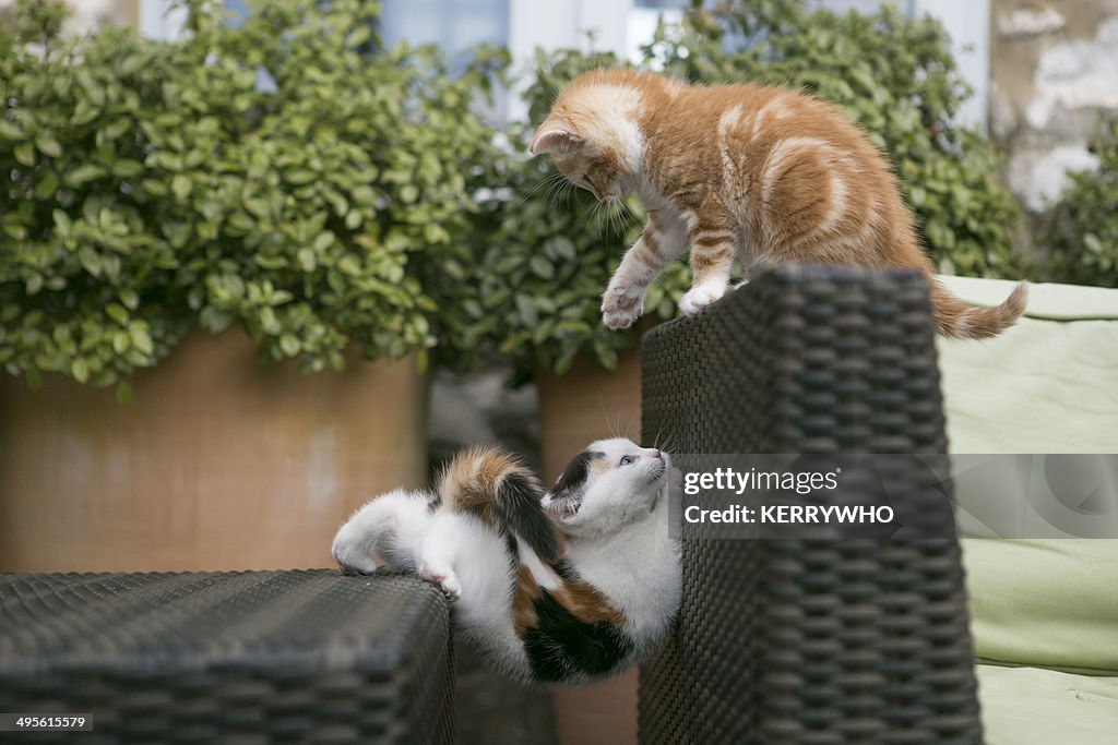 Two kittens playing in the garden