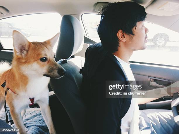 car ride - animal harness stock pictures, royalty-free photos & images
