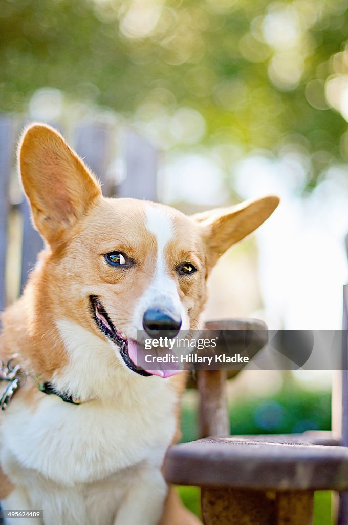 Corgi with funny look