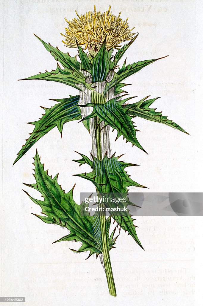 Milk Thistle 18 century botanical by Curtis