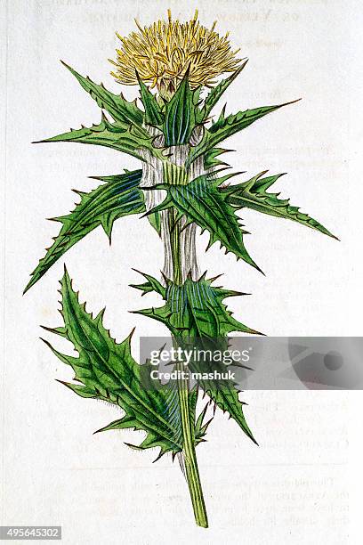 Milk Thistle Photos and Premium High Res Pictures - Getty Images