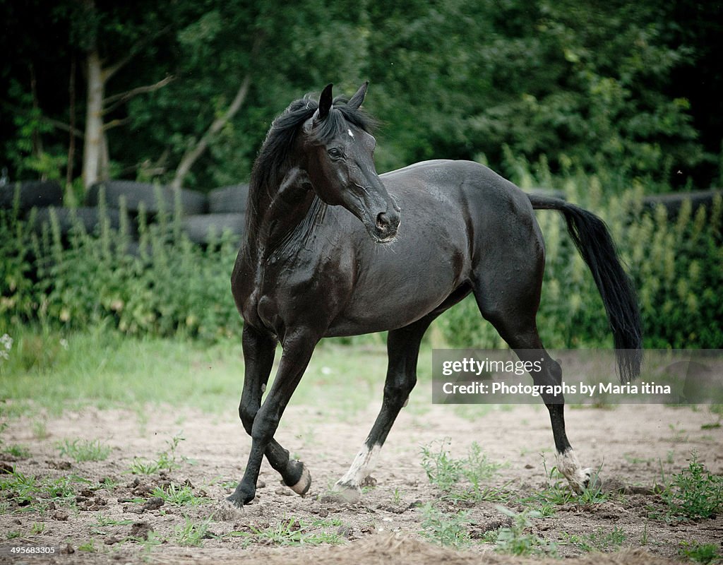 Black grace