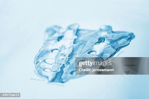 Human Sacral Bone Human Sacral Bone