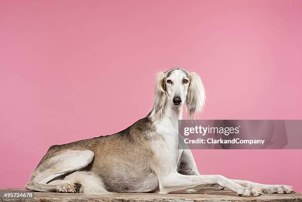 retrato de un perro de caza saluki árabe - greyhound fotografías e imágenes de stock