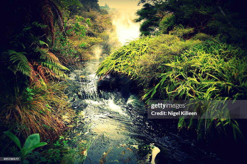 Steaming hot river flowing in forest
