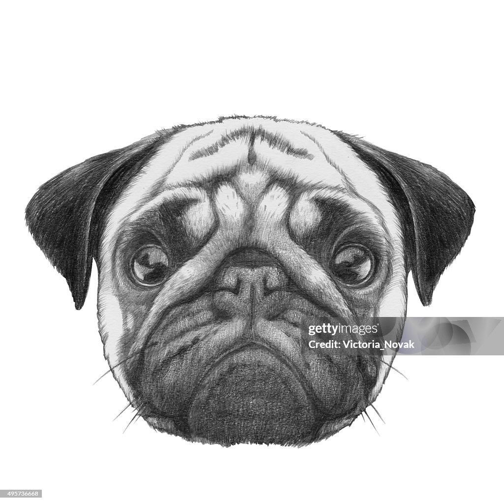Original Drawing Of Pug Dog High-Res Vector Graphic - Getty Images