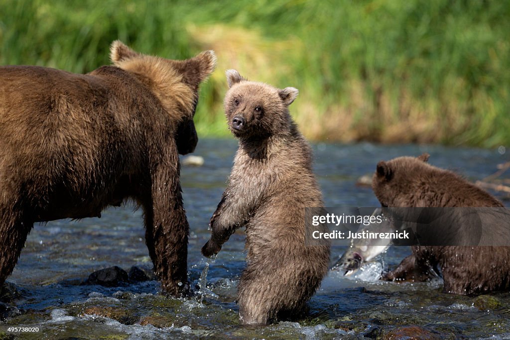 Coastal Brown Bear Family