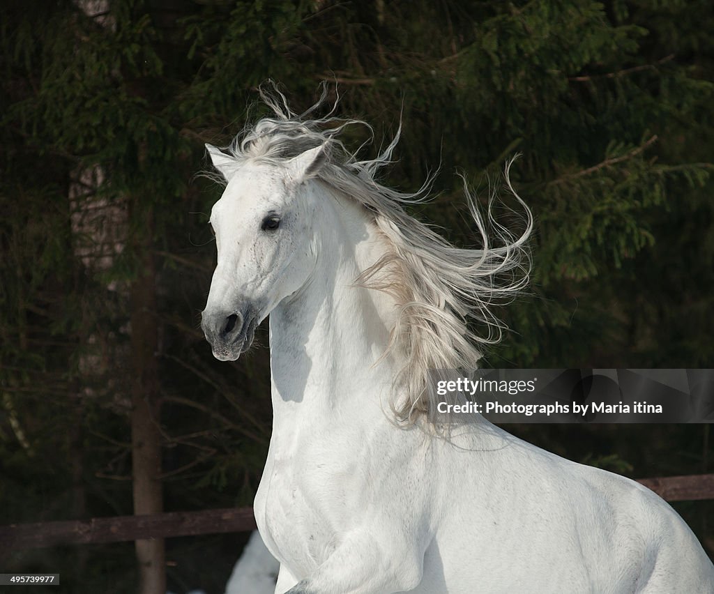 White beast