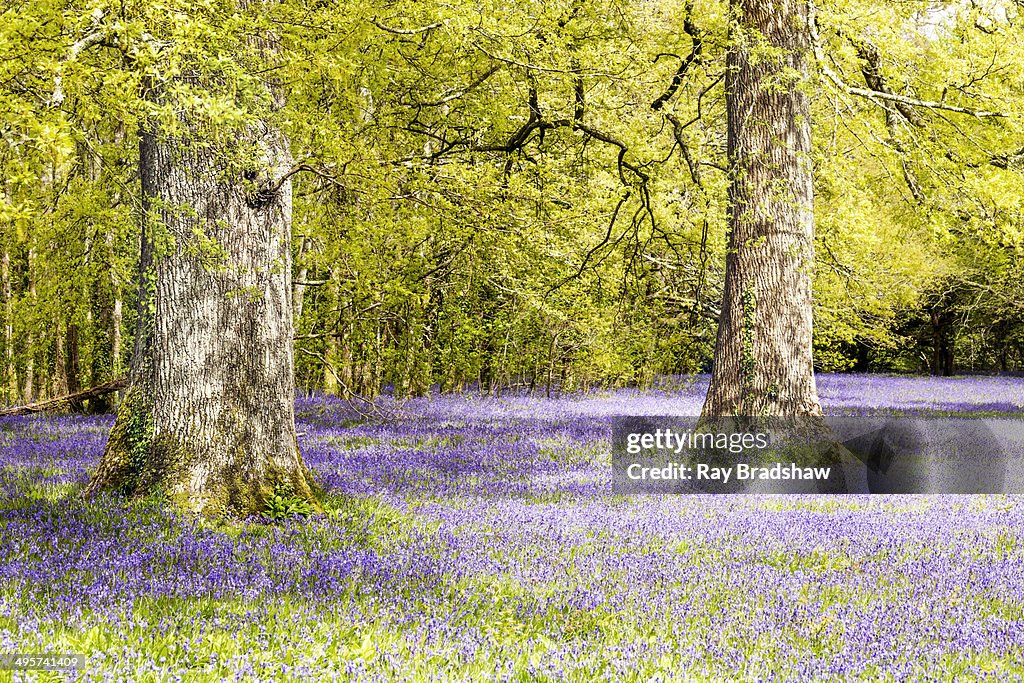 May Spring Time May Time High-Res Stock Photo - Getty Images