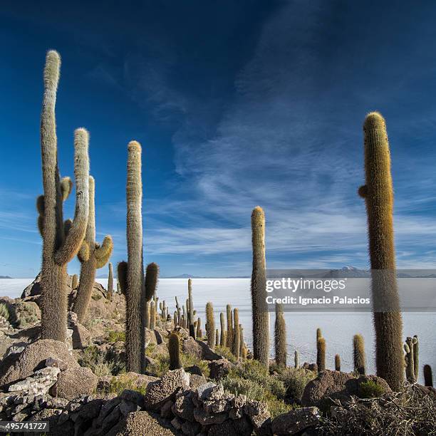 cactus, isla incahuasi (fish island) - salar de uyuni photos et images de collection