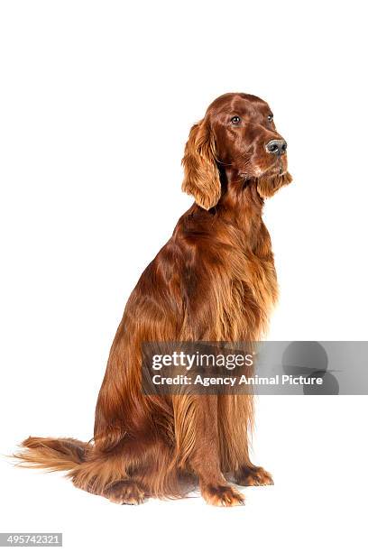 irish setter - irischer setter stock-fotos und bilder