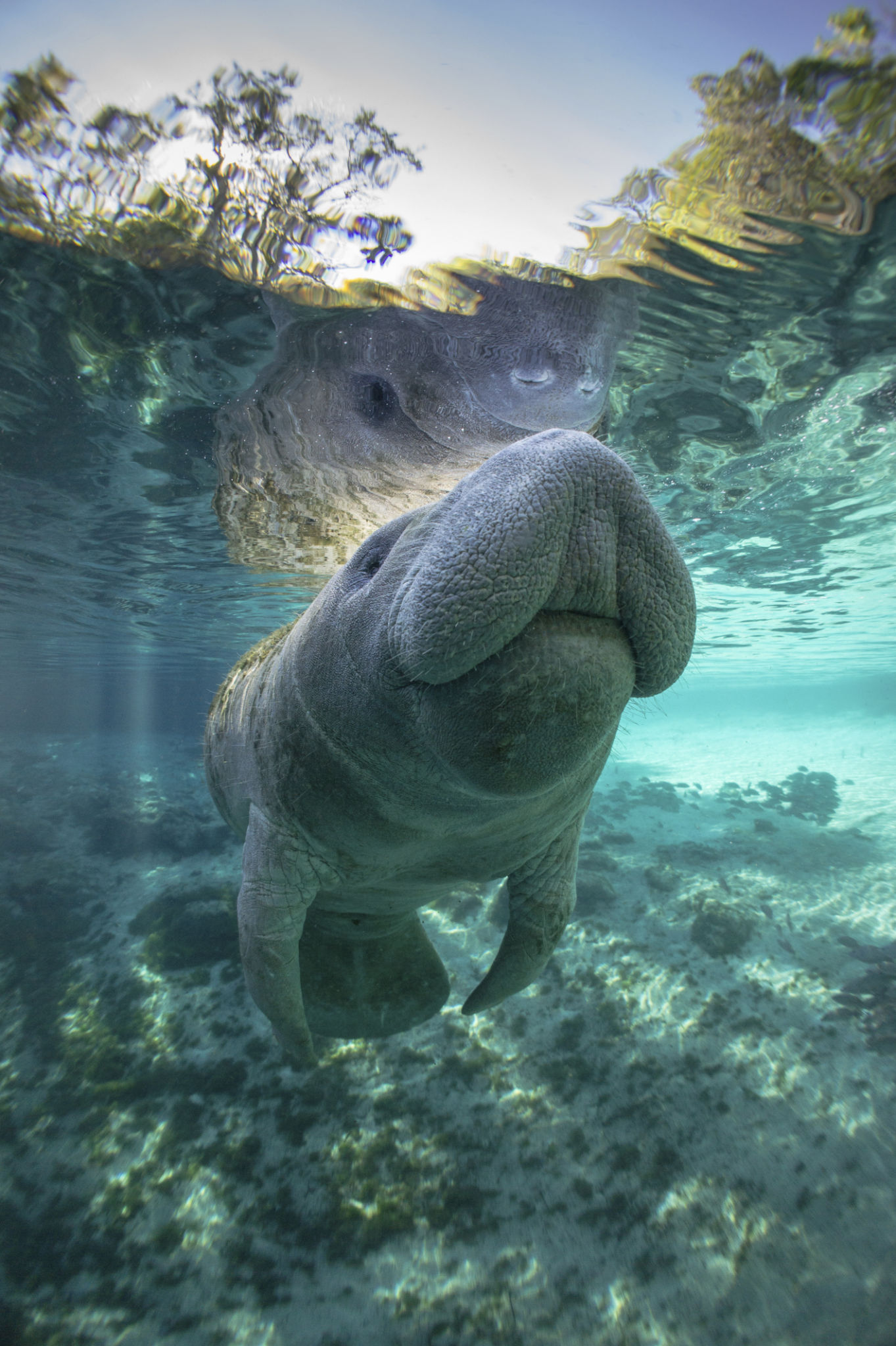 florida wildlife